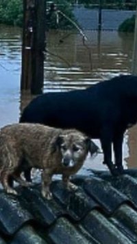 Mais de 3 mil animais ilhados foram resgatados em enchentes do Rio Grande do Sul