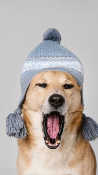 Cães sentem frio? Entenda como ajudá-lo