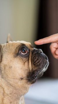 5 coisas que você deve saber antes de ter um cachorro