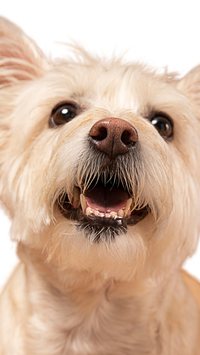 Você sabia que os cães têm 100 expressões faciais? Confira curiosidades sobre eles