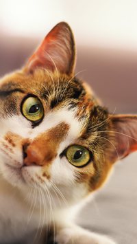 Por que os gatos sempre caem de pé?