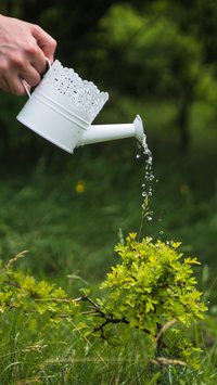 Aprenda como recuperar plantas que ficaram dias sem receber água