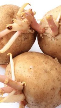 Entenda se batata brotando pode ser consumida sem colocar a saúde em risco