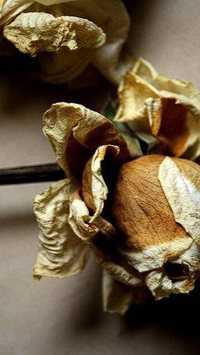 Aprenda o jeito certo de cortar flores murchas e veja como estimular novos botões na planta