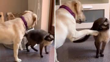 Vídeo viraliza ao mostrar gato tentando reproduzir um desafio das redes  sociais; assista