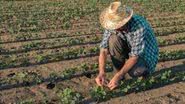 Reprodução // Ministério da Agricultura