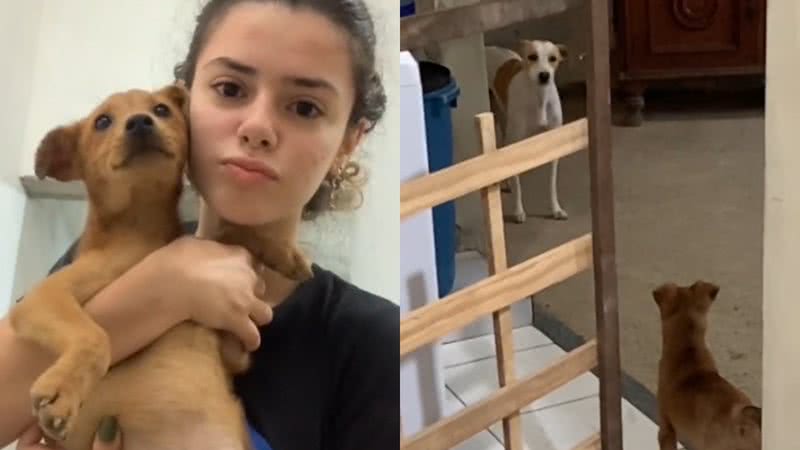 Mulher quer adotar cachorro de rua, mas sua cadela tenta impedir ação; veja  vídeo