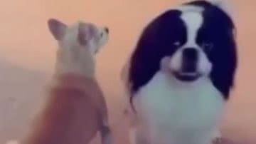 Video de cachorros fazendo coisas engraçadas