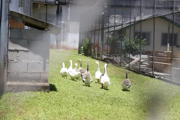 Jovens são presos por introduzir cabo metálico no ânus de cavalo