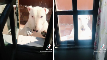 Reprodução/TikTok @ronaldobullterrier