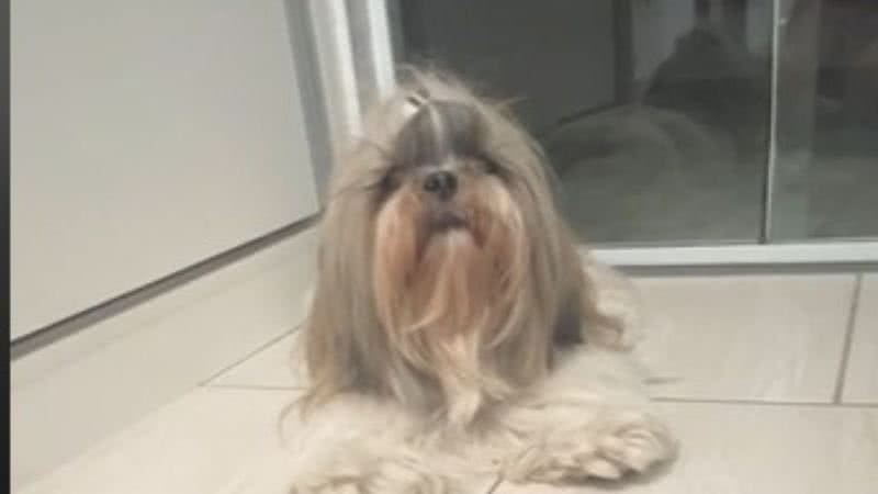 Reprodução// TikTok @ lunavalaschenski_shihtzu