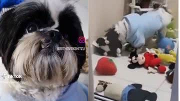 Reprodução// TikTok @bethovenshitzu