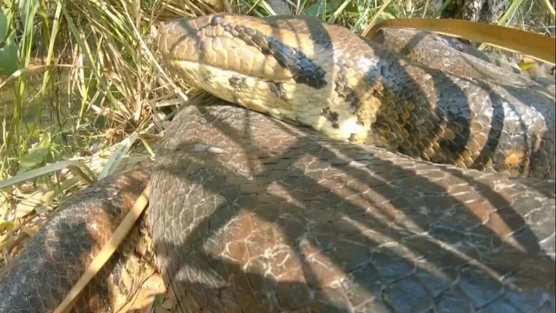 Cobra semelhante à naja é encontrada em Balneário Camboriú - NSC Total