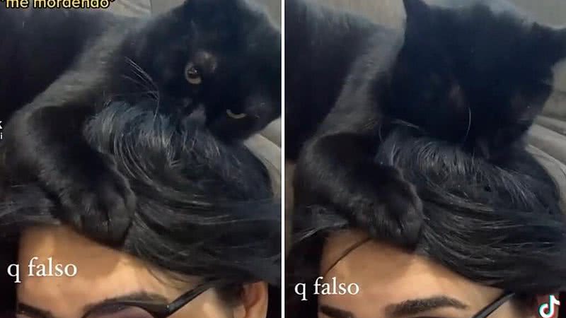 Gato chama atenção ao nascer com duas cabeças