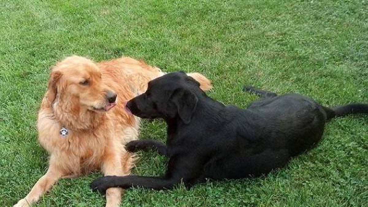 Cruzar Cachorro - Site de Relacionamento Canino!