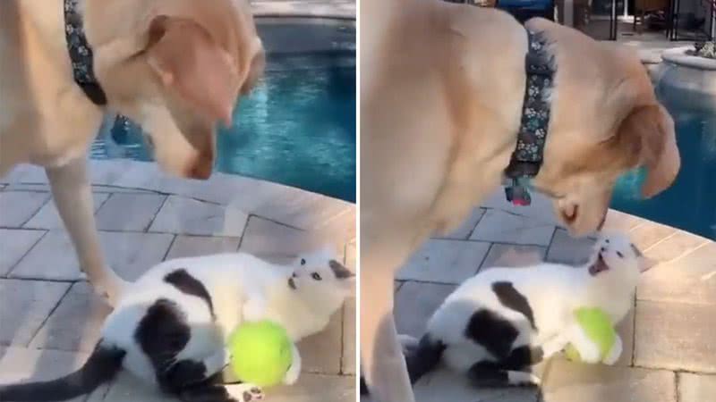 Em vídeo, gato se confunde e acha que cachorro de game é real