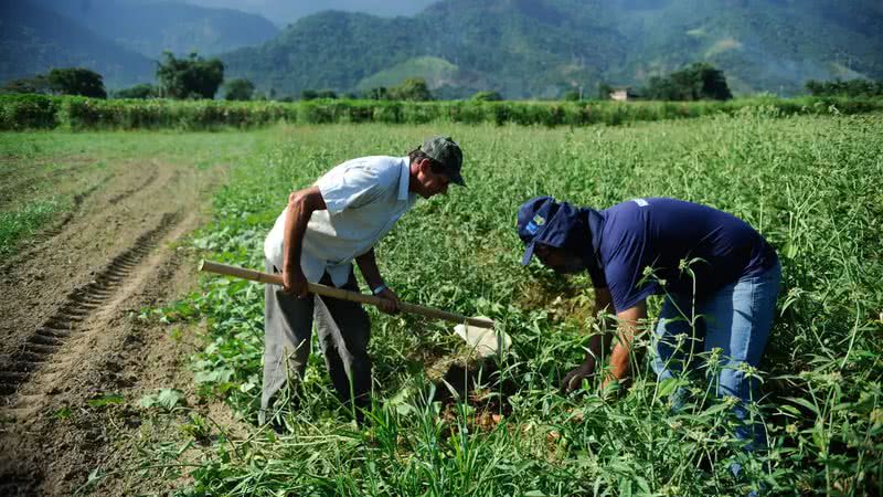 Agricultura Familiar Produz 70 Dos Alimentos Consumidos No Brasil Aponta Ibge 4510