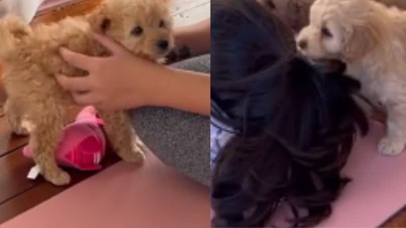 cachorro chorro original meme｜Pesquisa do TikTok