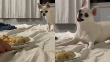 Reprodução/TikTok @romeoochihuahua