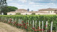 O vinhedo de Chateau Petrus, em Pomerol