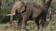 Imagem Elefante mata idosa, comparece ao funeral e pisoteia o cadáver