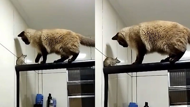 Vídeo viraliza ao mostrar gato tentando reproduzir um desafio das redes  sociais; assista