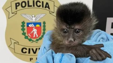 Vídeo: macaco-prego pede ajuda a turistas após ser agarrado por
