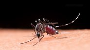 Mosquito aedes aegypti - Reprodução/freepik/jcomp