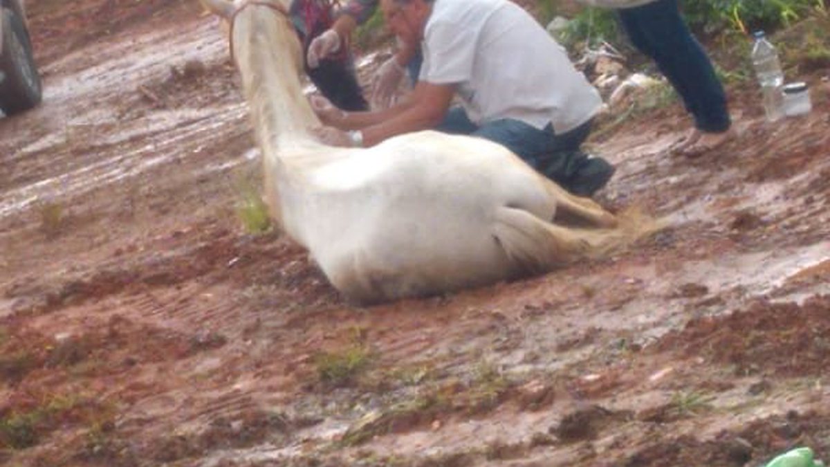 Cavalo com patas quebradas e marcas de maus-tratos é resgatado no norte da  Bahia: 'Sede de viver gigante', diz veterinária, Bahia