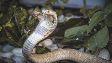 Ivan Mattos/Zoológico de Brasília