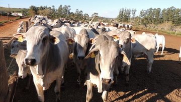 Divulgação/Embrapa