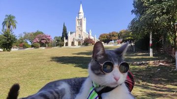 Morte do Gato Mochileiro entristece 240 mil seguidores - H2FOZ