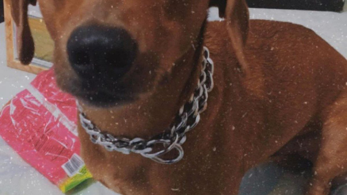 Cachorro rouba a cena ao comer bolo durante chá revelação; assista