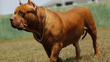 O maior cachorro do mundo