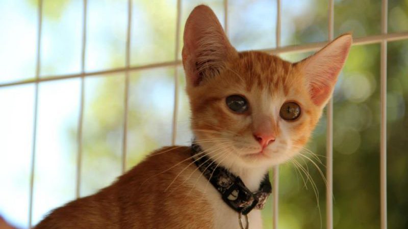 Imagem Feira de animais em shopping chama atenção para adoção impulsiva