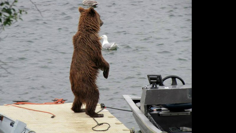Imagem Fotos: empresário flagra urso se aventurando e moto aquática no Alasca