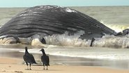 Imagem Gigante do mar: baleia jubarte é encontrada morta em Prado