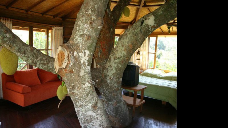 Imagem Empresário cria casa na árvore no Vale do Capão. Veja fotos