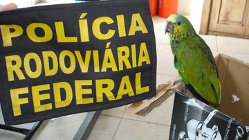 Imagem PRF apreende aves silvestres à venda ilegalmente