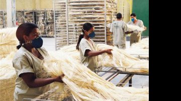 Imagem Bahia vai ganhar primeira biofábrica de sisal do Brasil