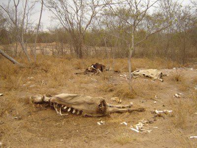 Imagem Seca pode causar perdas de 40% na agricultura e pecuária