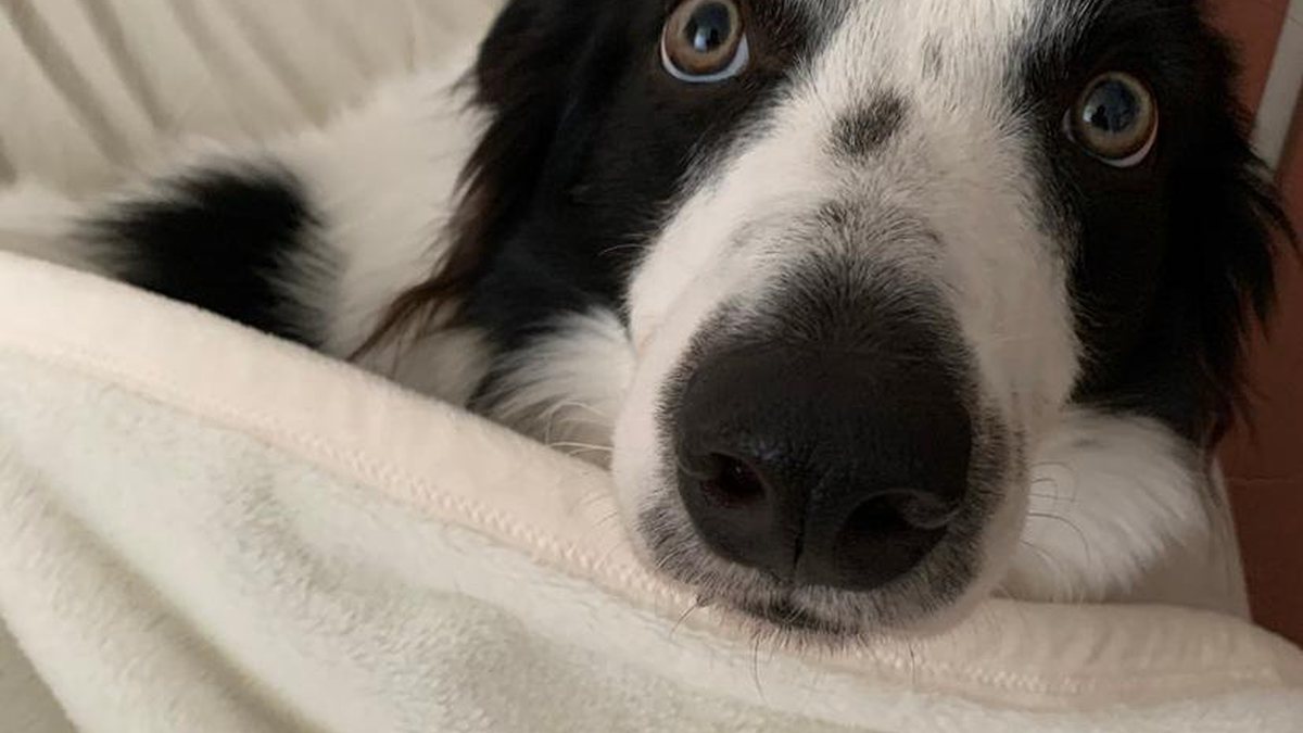 Calendário de raça de cachorro, Border Collie Puppies, Breeds A-B