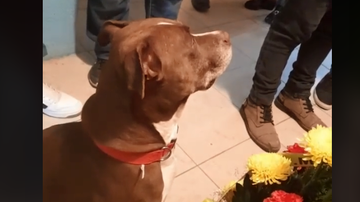 Imagem Vídeo: Reação de pit bull em velório de sua tutora emociona web