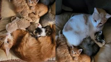 Família resgata gata que dá à luz filhotes idênticos aos de filme