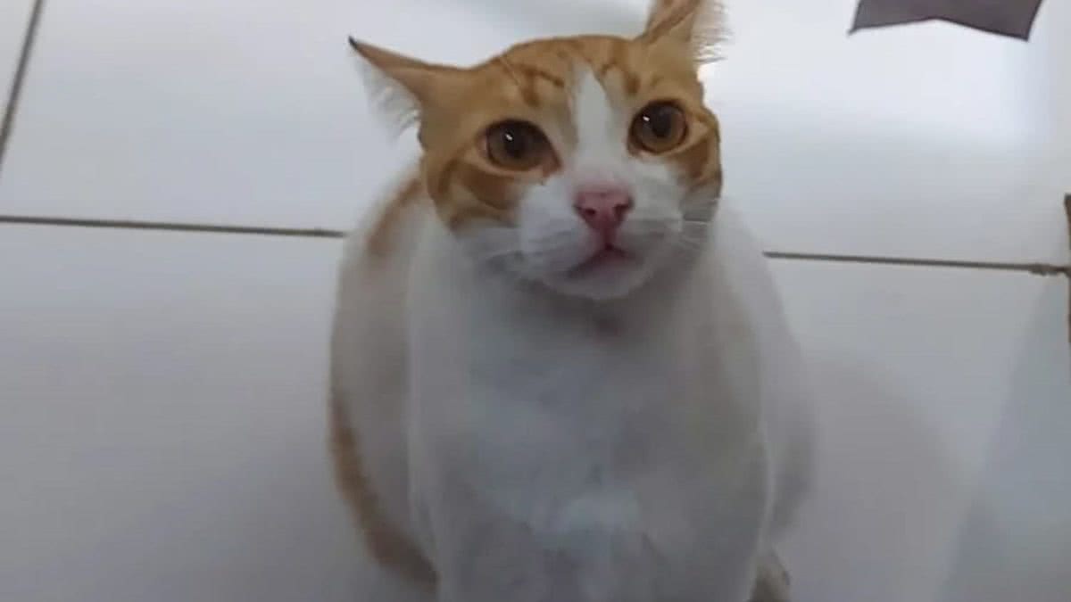 Gato Januário, famoso pelo meme 'opa não é bolo', morre no Ceará