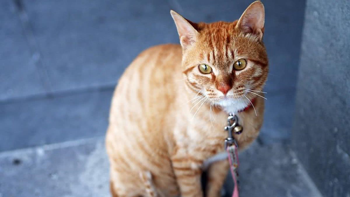 Como este gato laranja se tornou uma voz para trabalhadores sindicais dos  EUA