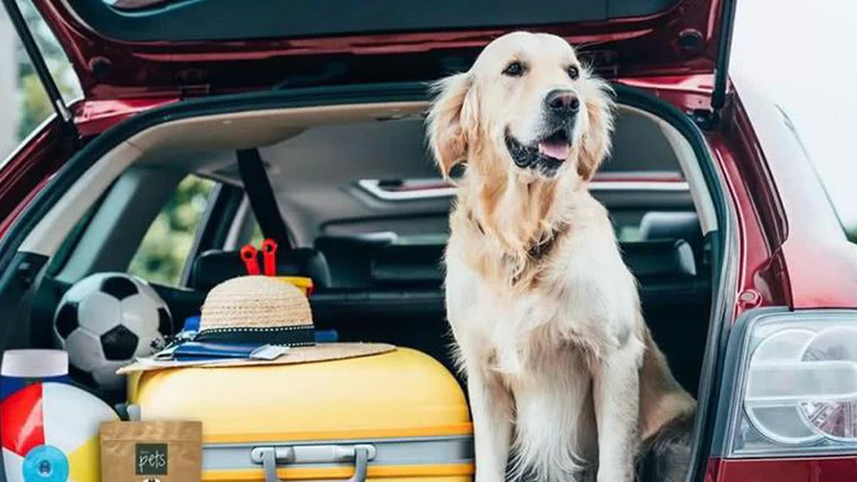 Pesquisa Aponta Melhores Destinos Para Viajar Com Seu Pet Confira