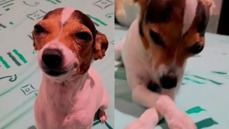 Cachorrinha Dengosa Não Aceita Ser Acordada Por Tutora E Encanta Web Veja Vídeo 6976