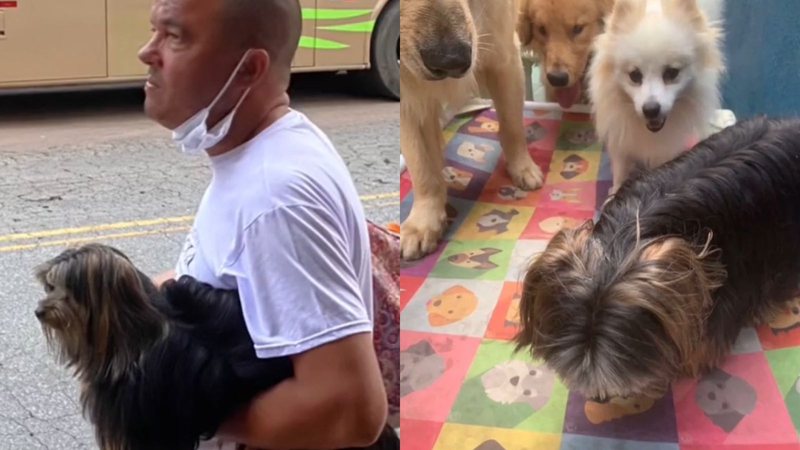 Rir até chorar com animais de estimação 