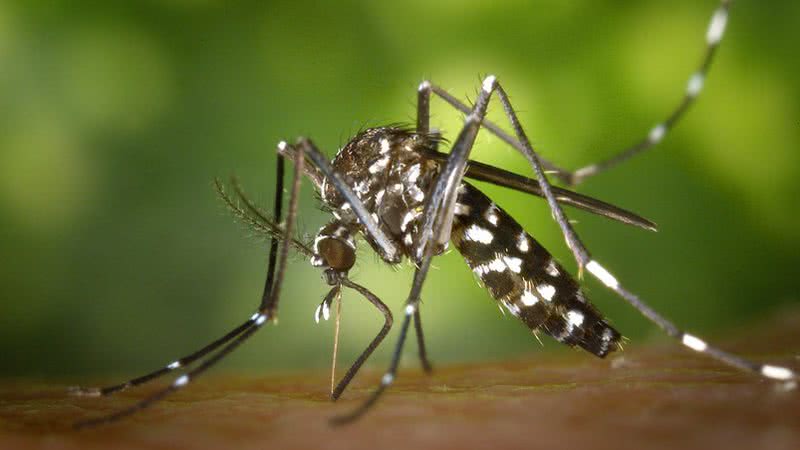 https://www.bnews.com.br/media/_versions/marco_2024/chikungunya_aedes-albopictus_widelg.jpg